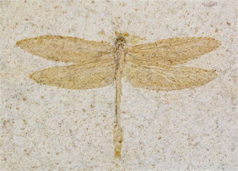 dragonfly fossil for sale.